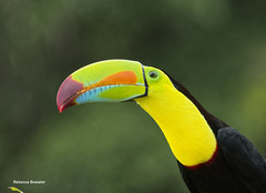 COSTA RICA BIRDS [1]  2020