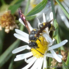 Euodynerus foraminatus, potter/mason wasp