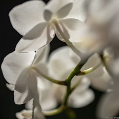 Orchidées et Anthurium, jeux de lumière