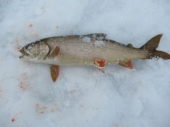 Lake Granby Ice Fishing 3/12/2020