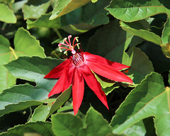 Costa Rica Flora