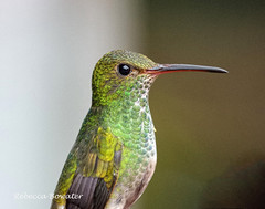 COSTA RICA Birds [3]