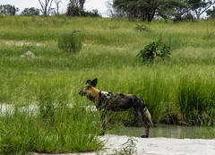 Okavango - Painted Dogs