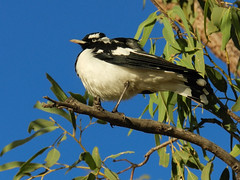 Monarch Flycatchers, Boatbill, Fantails, Willie Wagtail, Drongo, Magpie-lark