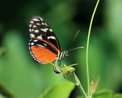 Costa Rica Butterflies