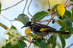 Birds of Western Australia