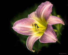 Pflanzen -Lilien, Iris-