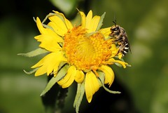 Nomia ( Hoplonomia ) rubroviridis bee