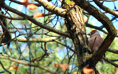 Hawfinch, Coccothraustes coccothraustes, Stenknäck
