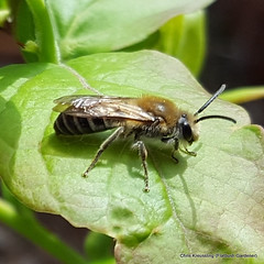 Colletes inaequalis, unequal cellophane bee
