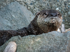River Otter at the Beach