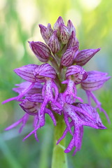 Orchis x bivonae