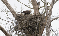March 23rd - SWEPCO and Eagle Nests