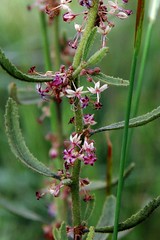 MALVACEAE - Ayenia angustifolia