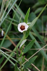 MALVACEAE - Sida linearifolia