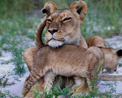 Okavango Lions - Moms and Babies