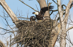March 24th 2020 - Johnson Eagle Nest