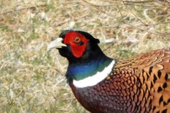 Pheasants, Grouse, and Allies