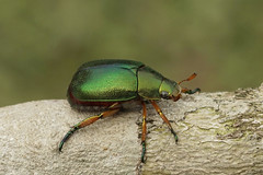 Scarab Beetles --- Scarabaeidae