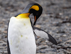 King Penguins of South Georgia