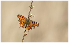 UK Butterflies 2020