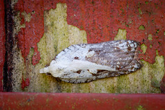 Tortrix Moth - Acleris cristana