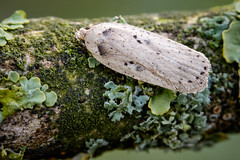 Micro moth - Agonopterix yeatiana