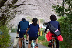 2020-0328 Cherry Blossoms 桜