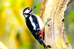 Woodpeckers 