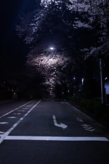 夜桜2020