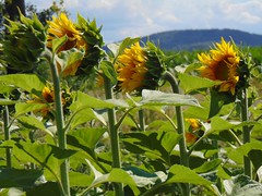 Sunflowers around Świdnica. Part 1.
