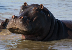 Okavango Hippos