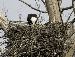 March 28th 2020 - Johnson Eagle Nest