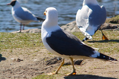 Lesser black-backed gull, Larus fuscus, Silltrut