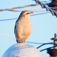 Sabiá-do-campo/Chalk-browed Mockingbird