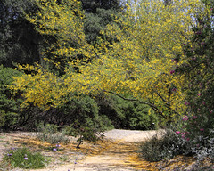 California Botanical Garden - Claremont CA