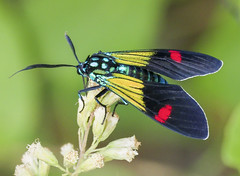 Tiger Moths (Erebidae)