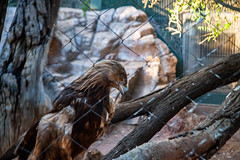 2019-10-25 Phoenix Zoo
