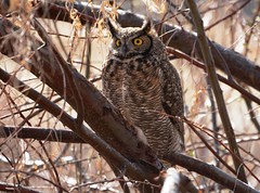 2020 Great-horned Owls