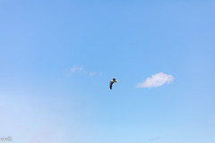 seagull, tern