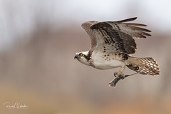 Osprey of the Jersey Shore | 2020