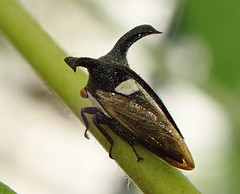 Bugs (Hemiptera)