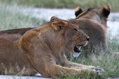 Okavango - Adolescent Lions