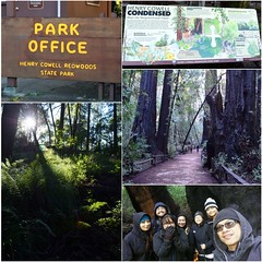 A Nice Outing To Henry Cowell Redwoods State Park (1-27-2017)