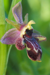 Ophrys x mamonensis