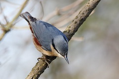 Nuthatches' (Sittidae)