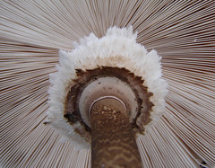 mushrooms & fungi