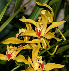orchid species i've bloomed #21 (full)