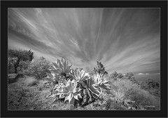 Leica M Monochrom 246 infrared
