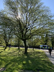 My brisk walk through Regent's Park, London